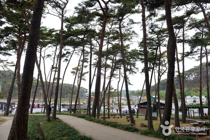 충남_태안_안면도자연휴양림03