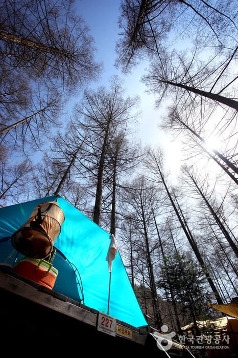 경북_봉화_청옥산자연휴양림01