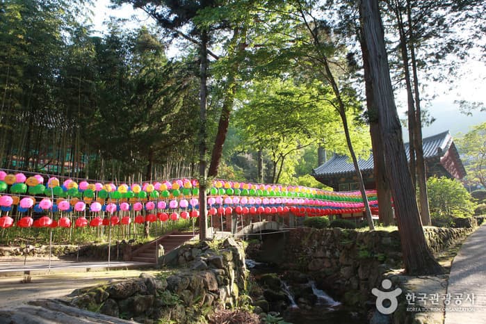 경남_하동_야생차01