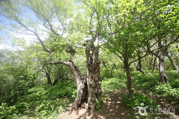 강원_평창_오대산국립공원15