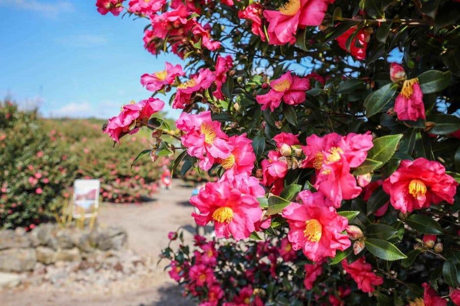 제주_휴애리자연생활공원 (4)