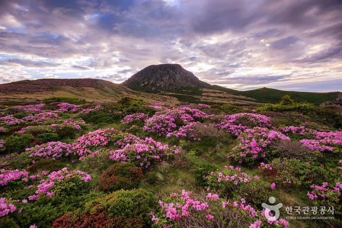 한라산의봄