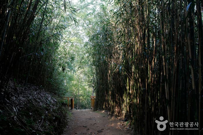 전남_순천_눈물이 나면 가을 순천에 가라_07