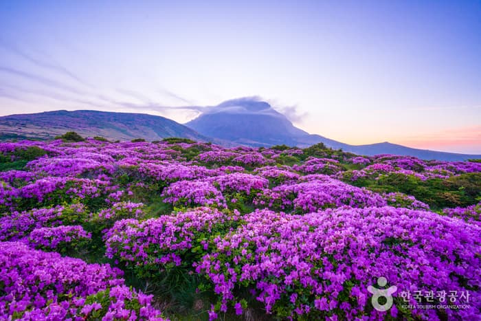 동트는 한라산