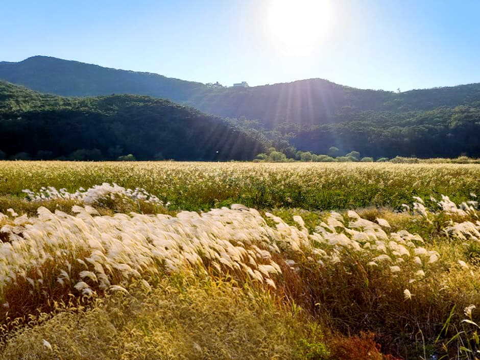 Field of Reeds on Deokjeokdo Island (덕적도 갈대 군락지)