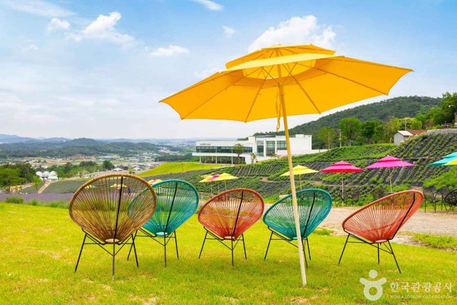 허브원 (7)