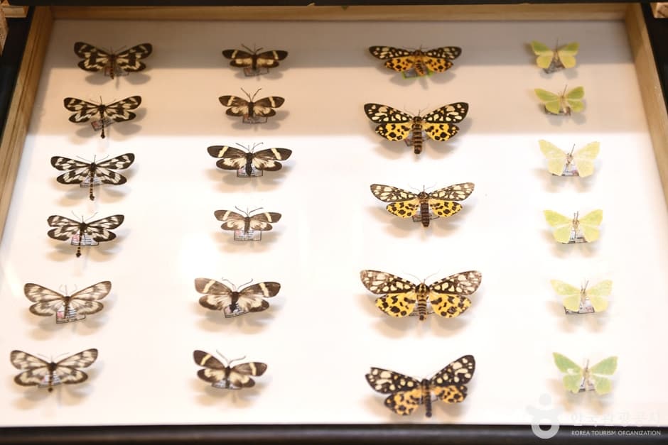 전남_순천_순천곤충박물관 (4)