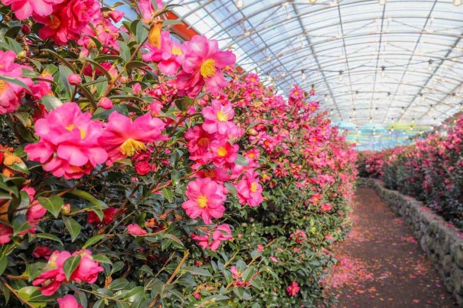 제주_휴애리자연생활공원 (7)