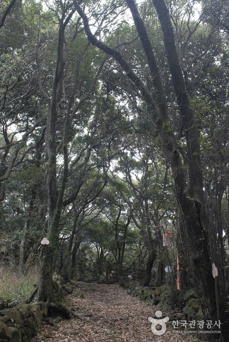 납읍난대림지대(금산공원)_02