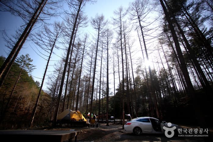 경북_봉화_청옥산자연휴양림05