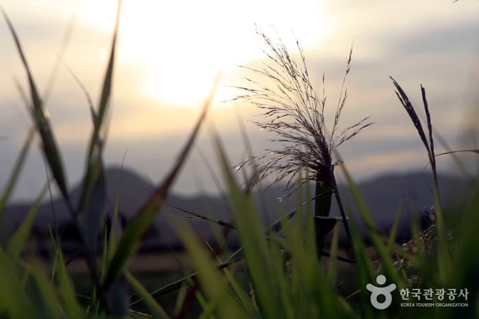 전남_순천_눈물이 나면 가을 순천에 가라_10