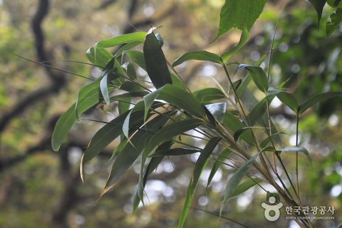 납읍난대림지대(금산공원)_05