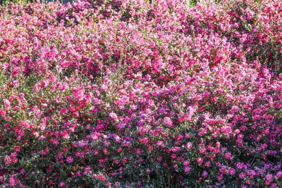 제주_휴애리자연생활공원 (10)