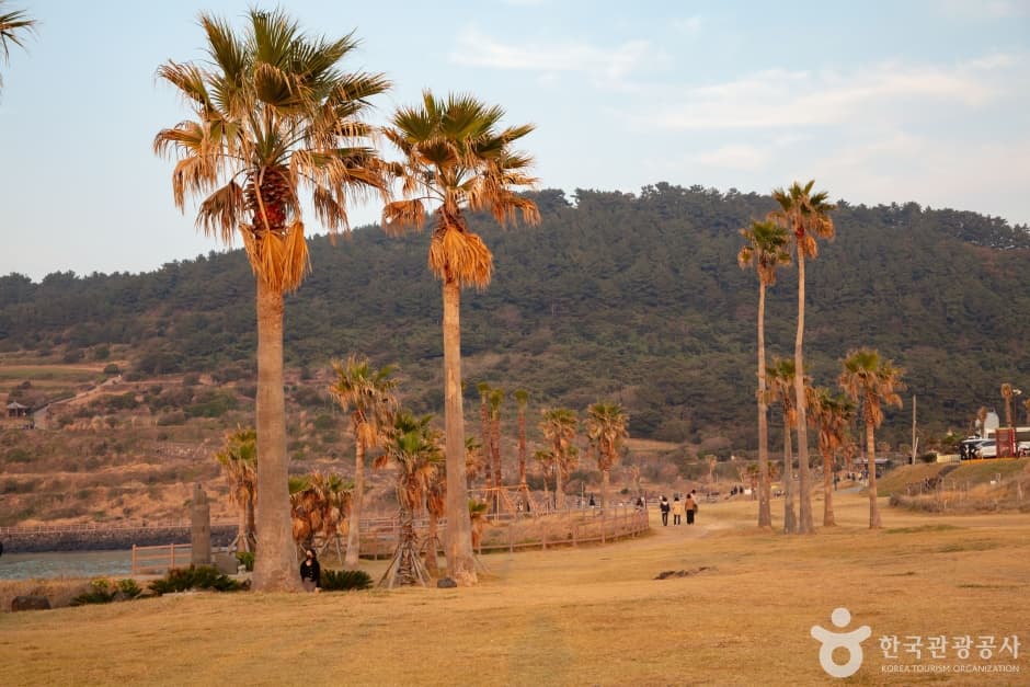 함덕 서우봉 해변 (함덕해수욕장) (9)