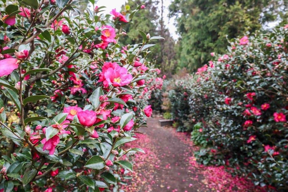 제주_휴애리자연생활공원 (11)