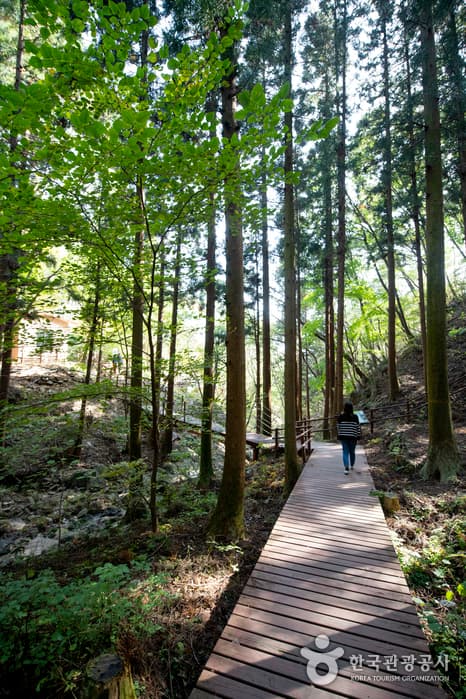 청사초롱_10월_전남_광양구례_백운산자연휴양림01