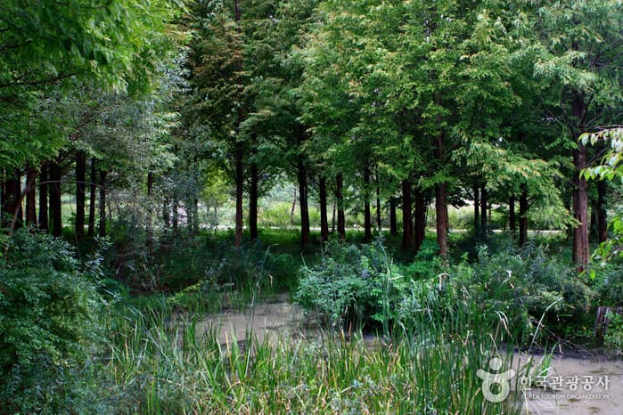 물향기수목원49