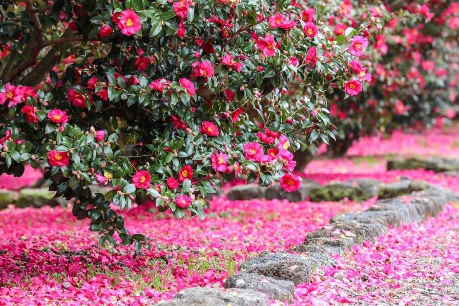 제주_휴애리자연생활공원 (14)