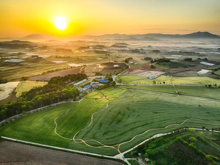 Gochang Green Barley Field Festival (고창청보리밭 축제)