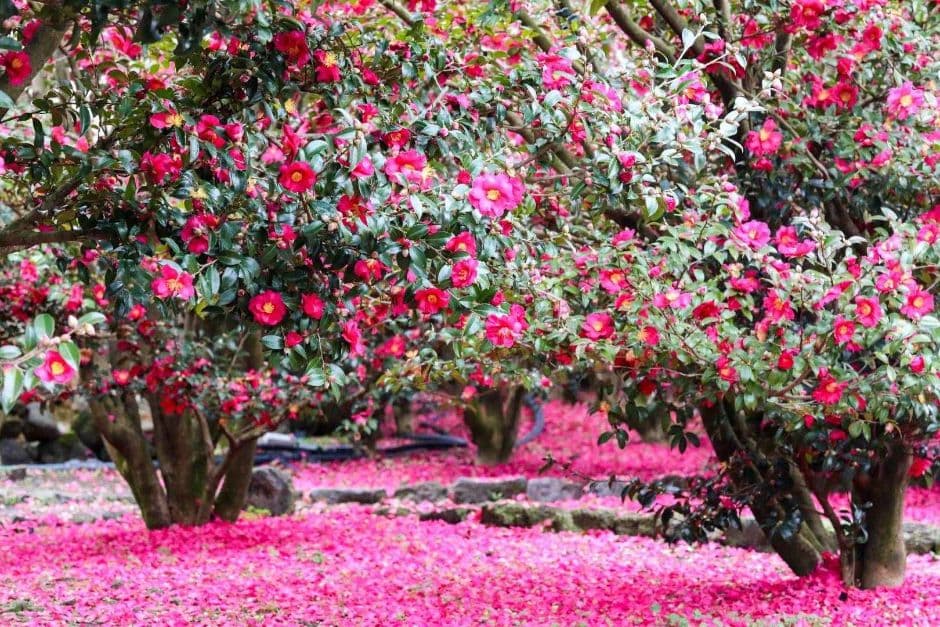 제주_휴애리자연생활공원 (15)