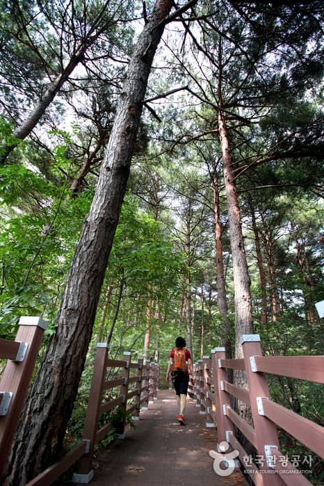 경북_영덕_금강송 숲이 주는 감동, 칠보산자연휴양림02