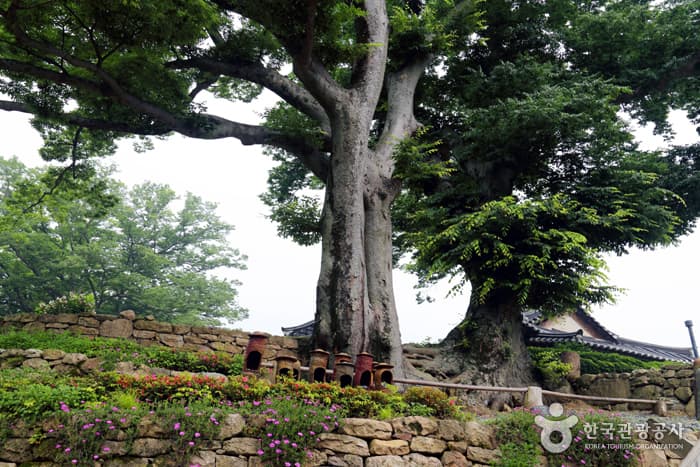 전남_해남_명품 숲길을 따라 걷는 힐링의 시간10