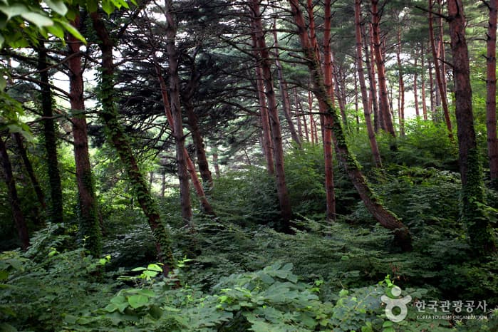 Chilbosan National Recreational Forest (국립 칠보산자연휴양림)