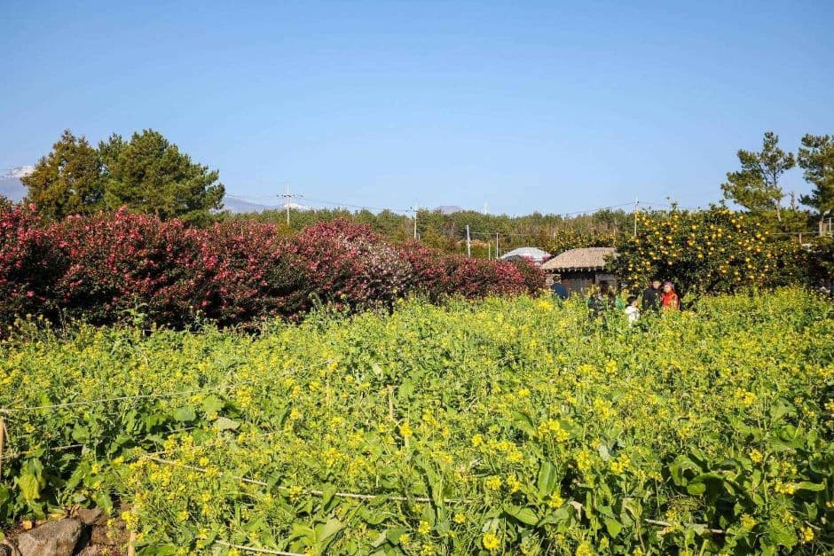 제주_휴애리자연생활공원 (17)