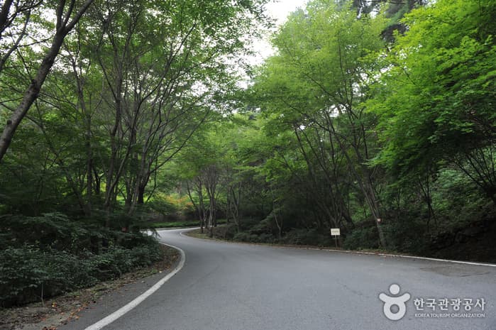 백아산자연휴양림