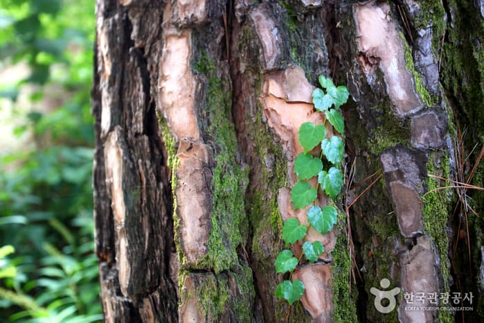 경북_영덕_금강송 숲이 주는 감동, 칠보산자연휴양림05