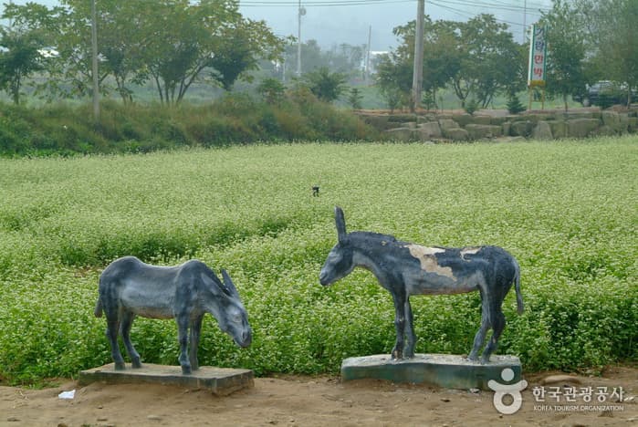 이효석 문화마을_18