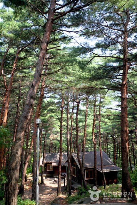 경북_영덕_금강송 숲이 주는 감동, 칠보산자연휴양림07