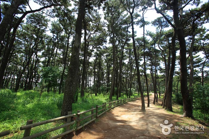 울산광역시_동구_대왕암 송림_016