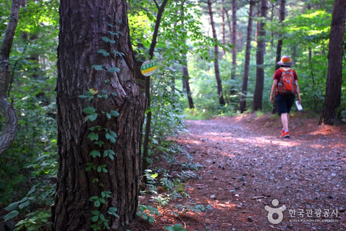 경북_영덕_금강송 숲이 주는 감동, 칠보산자연휴양림04