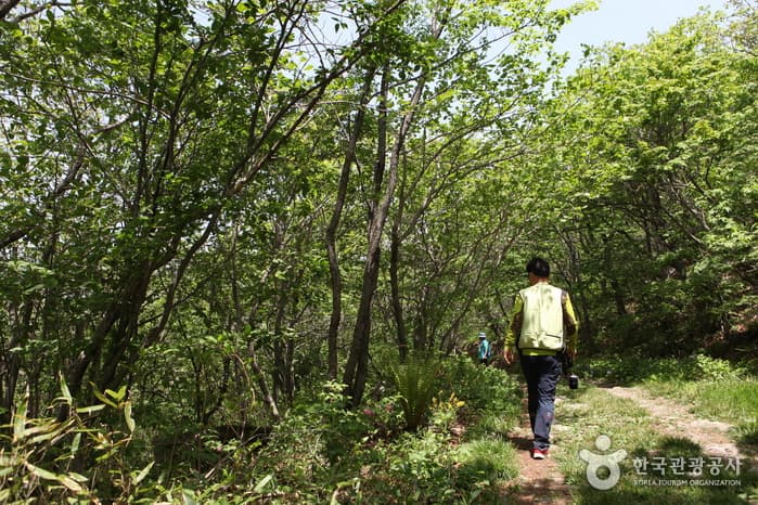 강원_정선_금대봉트레킹16