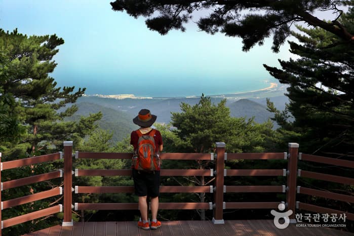 경북_영덕_금강송 숲이 주는 감동, 칠보산자연휴양림06