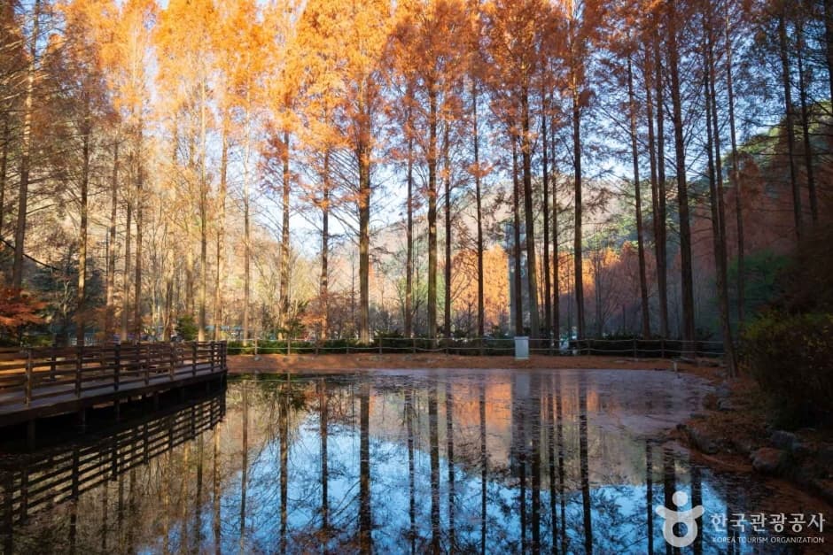 장태산자연휴양림 (8)