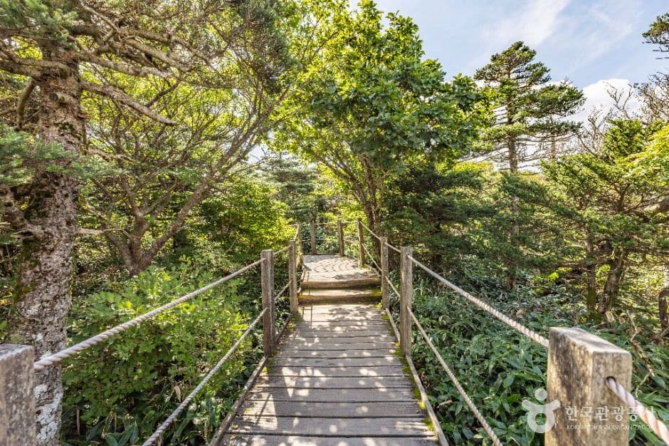 제주_한라산 영실 (3)