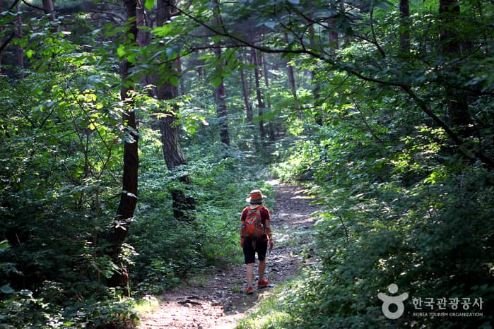 경북_영덕_금강송 숲이 주는 감동, 칠보산자연휴양림08
