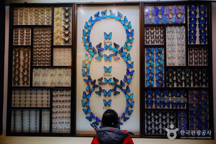 1601전북_무주_반디랜드15