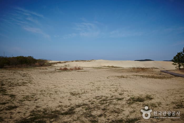 충남_태안_신두리 해안사구01
