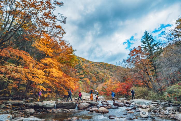 한국관광공사 추천 11월 걷기여행길_오대산 선재길 월정사 전나무 숲길_05