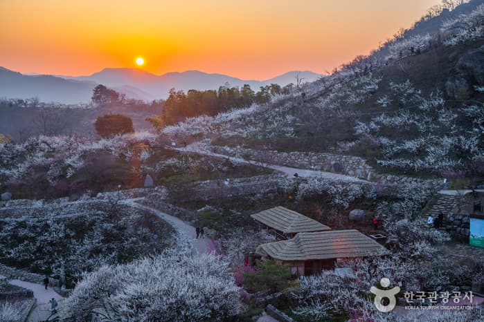 광양 매화마을