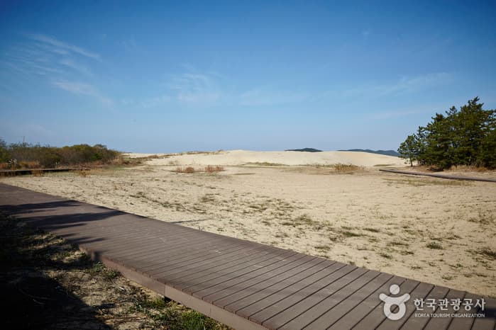 충남_태안_신두리 해안사구02