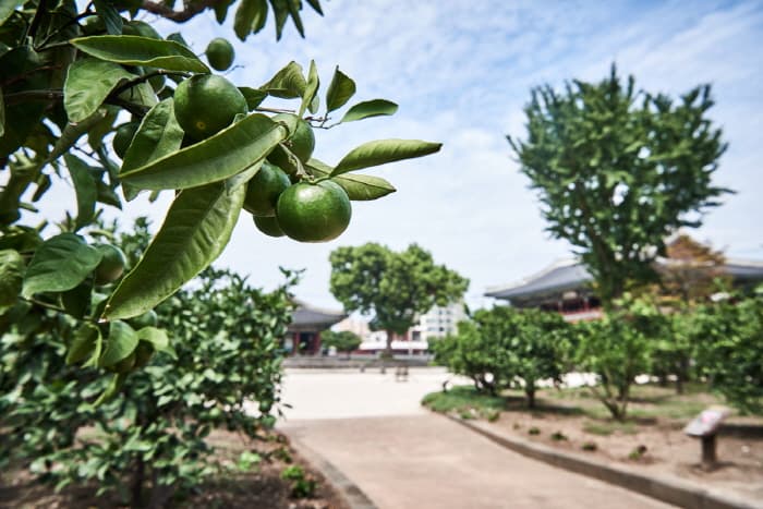 한국문화정보원_제주목관아_099