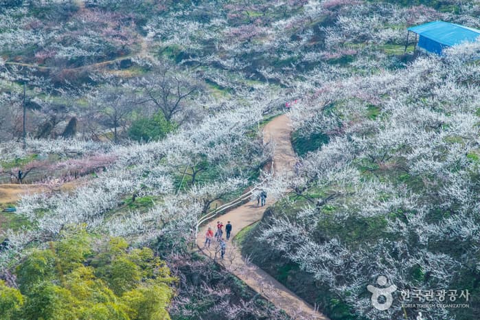 광양 매화마을