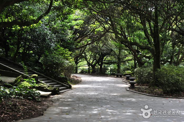 천지연난대림지대