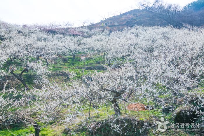 광양 매화마을