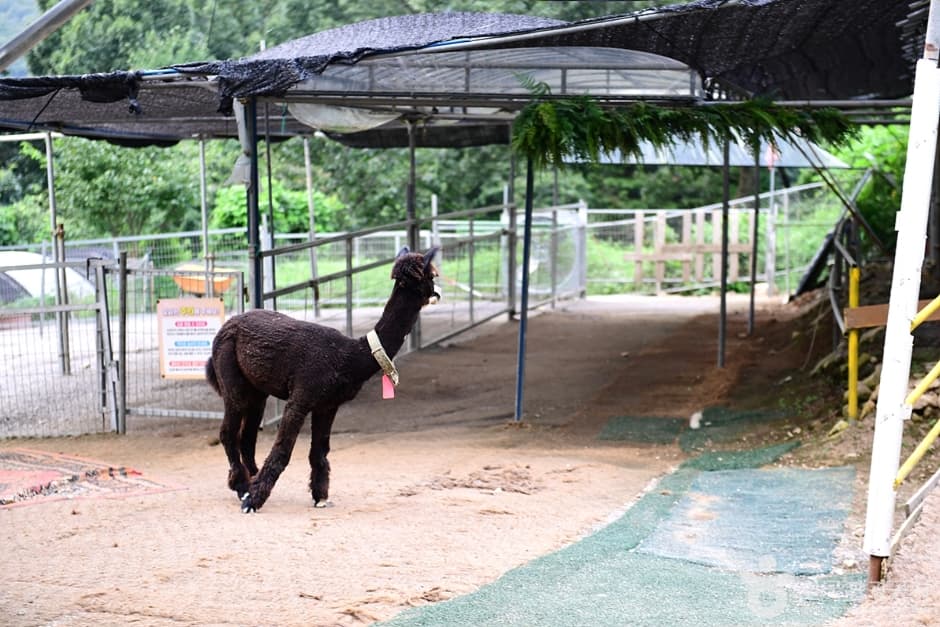 전남_화순_올라알파카카페 (13)