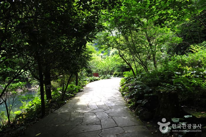 천지연난대림지대